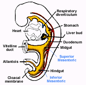 Astma, bronchitis, COPD, kan osteopathie helpen?