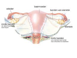 Infertiliteit en osteopathie, zwanger worden gaat niet